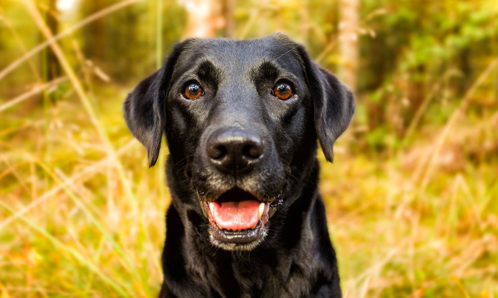 Texas woman rescue with help of her dog