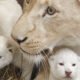 Lioness and cubs