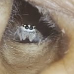 Spider in woman's ear