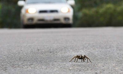 Tarantula on the road causes accident
