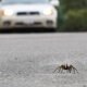 Tarantula on the road causes accident
