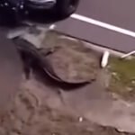 Gruesome Footage Shows Aftermath of Alligator Devouring 41-Year-Old Woman in Florida
