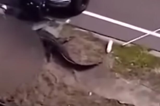 Gruesome Footage Shows Aftermath of Alligator Devouring 41-Year-Old Woman in Florida