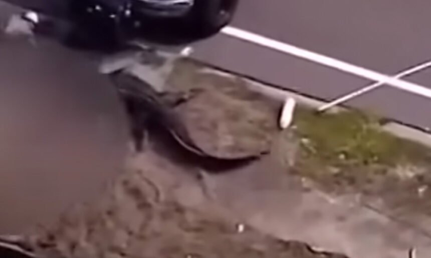 Gruesome Footage Shows Aftermath of Alligator Devouring 41-Year-Old Woman in Florida