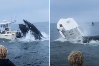 Whale Surfaces, Capsizes Fishing Boat off New Hampshire Coast