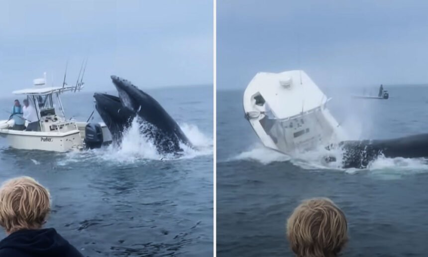 Whale Surfaces, Capsizes Fishing Boat off New Hampshire Coast