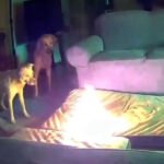 Oklahoma Dog Sparks House Fire by Chewing Lithium-Ion Battery