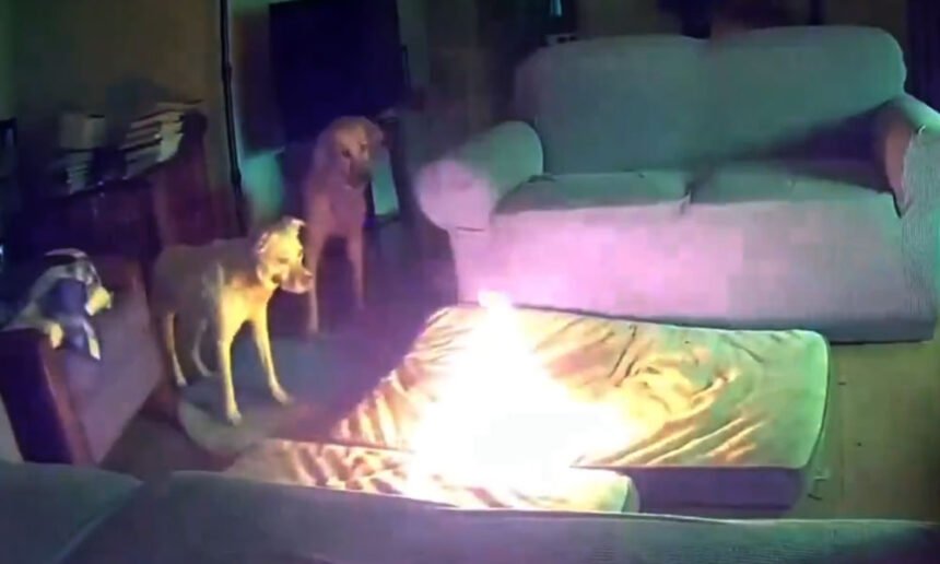 Oklahoma Dog Sparks House Fire by Chewing Lithium-Ion Battery