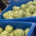 Fruitful Deception: Authorities Discover $6M Meth Shipment Concealed in Fake Watermelons