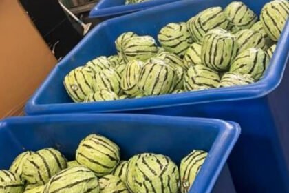 Fruitful Deception: Authorities Discover $6M Meth Shipment Concealed in Fake Watermelons