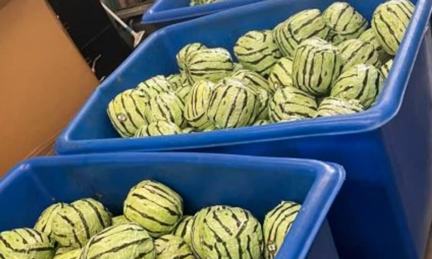 Fruitful Deception: Authorities Discover $6M Meth Shipment Concealed in Fake Watermelons