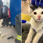 Colorado Community Rescues Kitten From Smelly Situation in Huge Dumpster