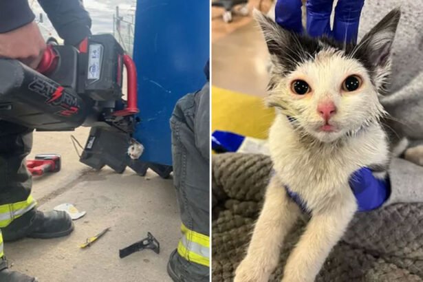 Colorado Community Rescues Kitten From Smelly Situation in Huge Dumpster