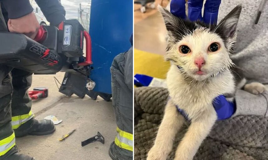 Colorado Community Rescues Kitten From Smelly Situation in Huge Dumpster