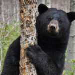 Hunter Dies After Bear He Was Chasing Falls on Him From a Tree