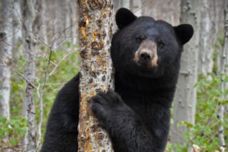 Hunter Dies After Bear He Was Chasing Falls on Him From a Tree