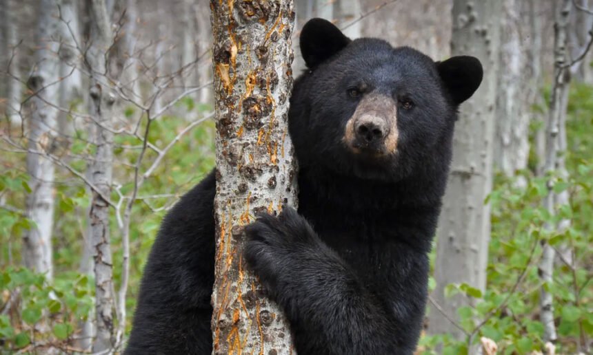 Hunter Dies After Bear He Was Chasing Falls on Him From a Tree