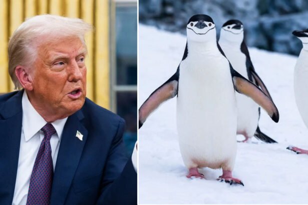 Trump Roasted Over Tariffs Reversal: 'The Penguins Won'