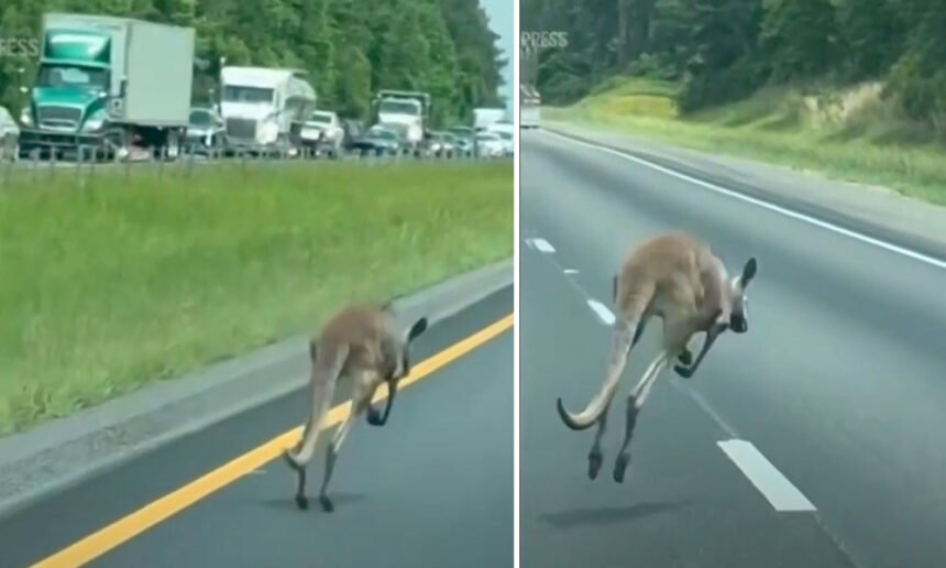 Runaway Kangaroo Shuts Down Interstate 85 in Alabama