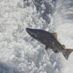 Trump Says Plan to Recover Salmon Population Is ‘Radical’ — So He Killed it