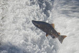 Trump Says Plan to Recover Salmon Population Is ‘Radical’ — So He Killed it
