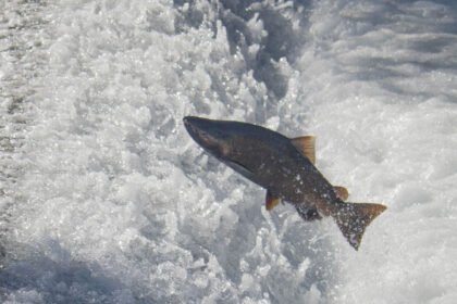 Trump Says Plan to Recover Salmon Population Is ‘Radical’ — So He Killed it