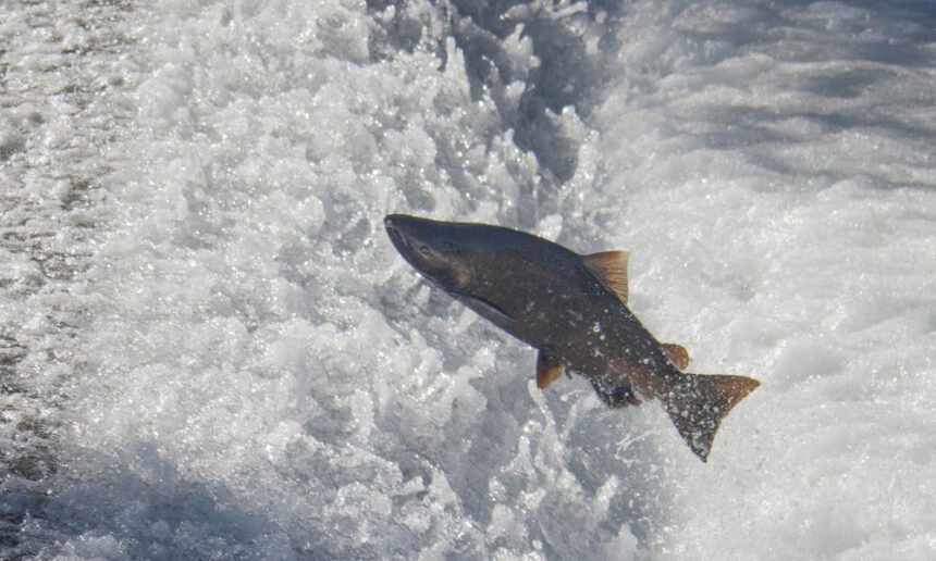 Trump Says Plan to Recover Salmon Population Is ‘Radical’ — So He Killed it