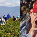 (L-R) Immigrant farmworkers harvest crops on a California farm. Most Medicaid recipients in the U.S. live in counties that strongly support Trump. (File photos)