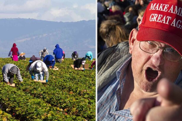 (L-R) Immigrant farmworkers harvest crops on a California farm. Most Medicaid recipients in the U.S. live in counties that strongly support Trump. (File photos)