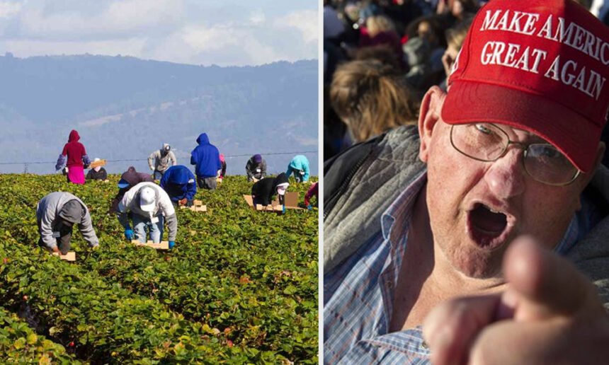 (L-R) Immigrant farmworkers harvest crops on a California farm. Most Medicaid recipients in the U.S. live in counties that strongly support Trump. (File photos)