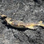 Fish Falls From the Sky, Causes Fire and Power Outage: Report