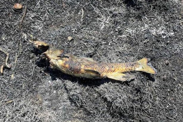 Fish Falls From the Sky, Causes Fire and Power Outage: Report