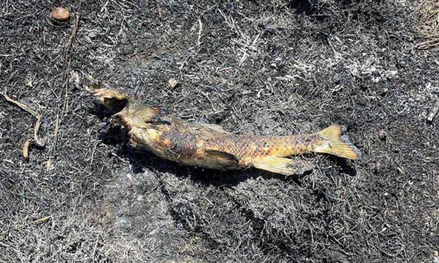 Fish Falls From the Sky, Causes Fire and Power Outage: Report