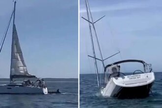 Orcas Sink Tourist Boat in Shocking Attack Near Portuguese Beach