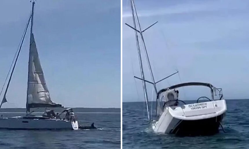 Orcas Sink Tourist Boat in Shocking Attack Near Portuguese Beach