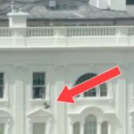 'What's Going on Here?': Black Trash Bags Tossed From White House Window Send Internet Into Overdrive