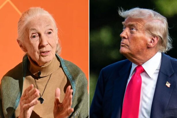 Jane Goodall’s Take on Trump’s ‘Chimp-Like’ Behavior Resurfaces After Her Death — And Now It’s Going Viral