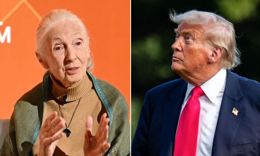 Jane Goodall’s Take on Trump’s ‘Chimp-Like’ Behavior Resurfaces After Her Death — And Now It’s Going Viral