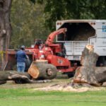 Judge blasts Trump officials for chopping down 529 trees in DC, halts work on makeover project