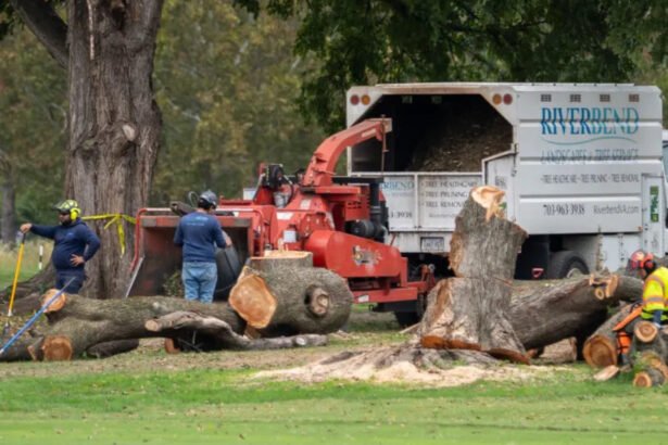 Judge blasts Trump officials for chopping down 529 trees in DC, halts work on makeover project