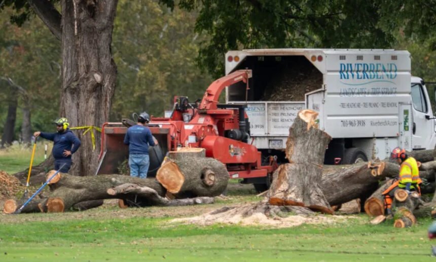 Judge blasts Trump officials for chopping down 529 trees in DC, halts work on makeover project